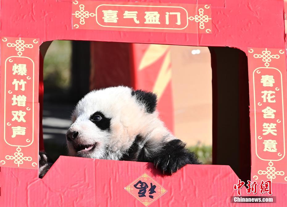 الباندا تلتقط صور مع بطاقات المعايدة لعيد الربيع