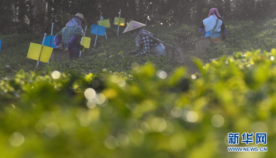 بيشا هاينان: المزارعون مشغولون في قطف الشاي في أوائل الربيع