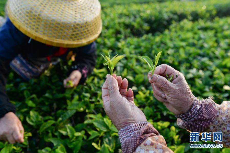 بيشا هاينان: المزارعون مشغولون في قطف الشاي في أوائل الربيع