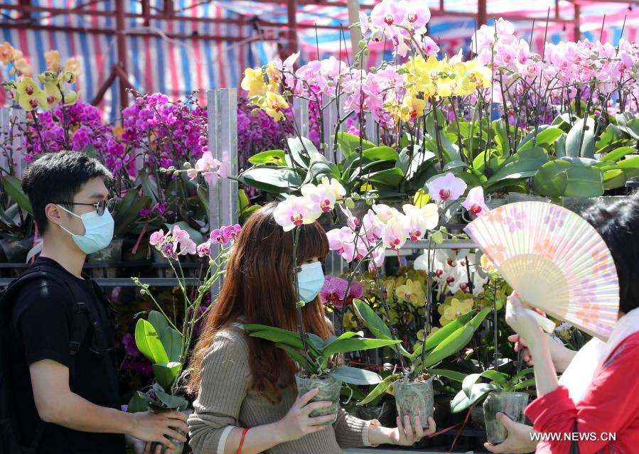 ازدهار صناعة تربية زهرة الأوركيد في منطقة هونغ كونغ في عيد الربيع