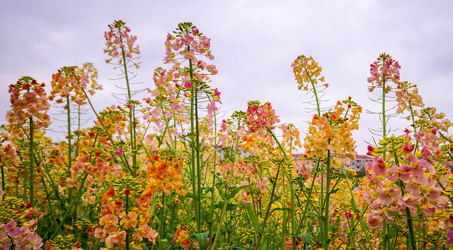 فريق من جامعة في جيانغشي ينجح في زراعة 38 لونًا من أزهار الكانولا