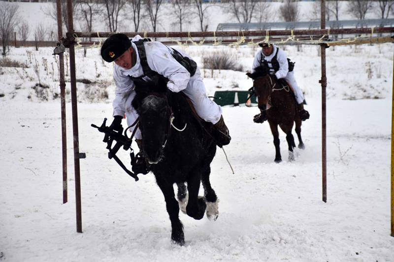 تدريب  الخيول العسكرية في شينجيانغ