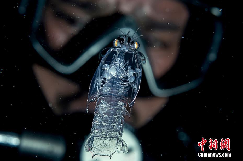 مصور يلتقط صورا واضحة للكائنات البحرية الصغيرة