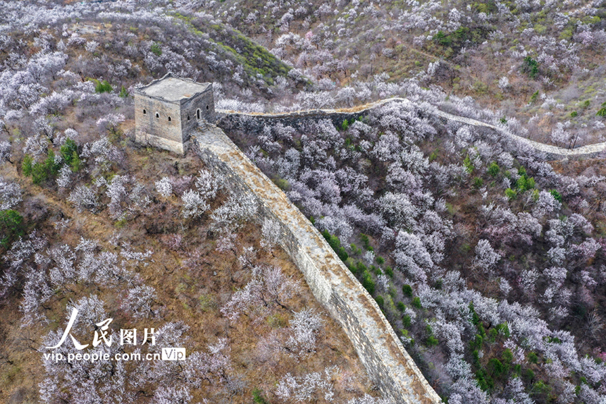 بكين: أزهار المشمش المتفتحة تزين سور الصين العظيم