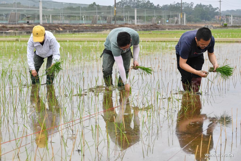 زراعة شتلات الأرز الفضائية في حقل تجريبي بجنوبي الصين