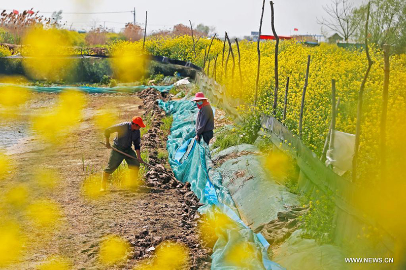 مزارعو السلطعون مشغولون في مقاطعة جيانغسو شرقي الصين