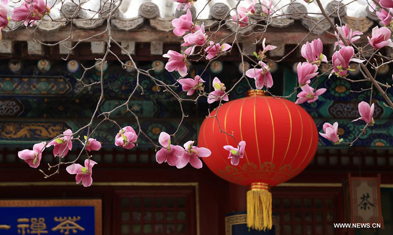 الزهور الجميلة تتفتح في بكين
