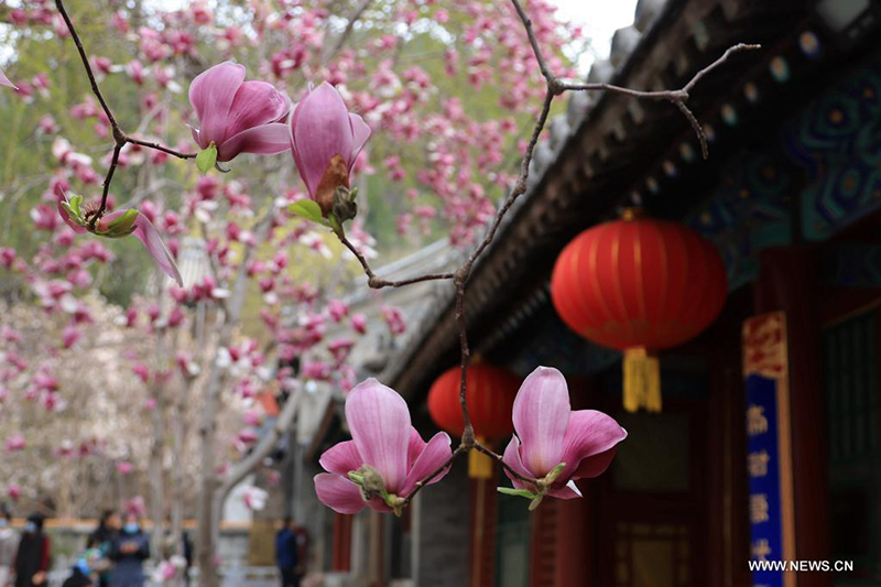 الزهور الجميلة تتفتح في بكين