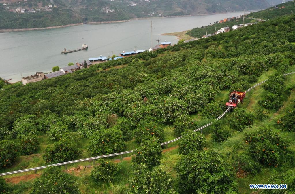 مزارع بمدينة تشونغتشينغ يخترع سكة حديد لنقل محاصيل البرتقال خارج الضيعة