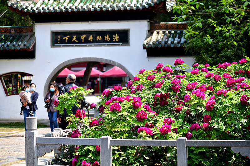 أزهار الفاوانيا ترحب بكم في مدينة لويانغ