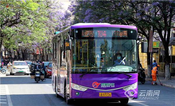 كونمينغ: حافلات بموضوع زهرة جاكاراندا تنشر البهجة في موسم الازهار