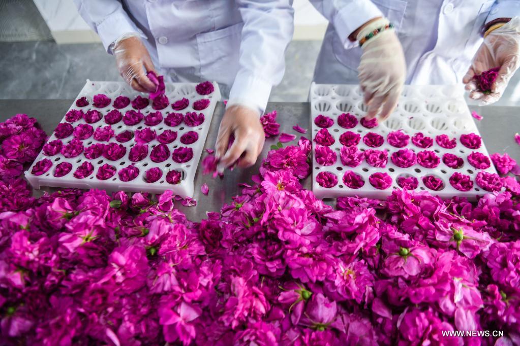 تنمية صناعة زراعة الزهور في شرقي الصين