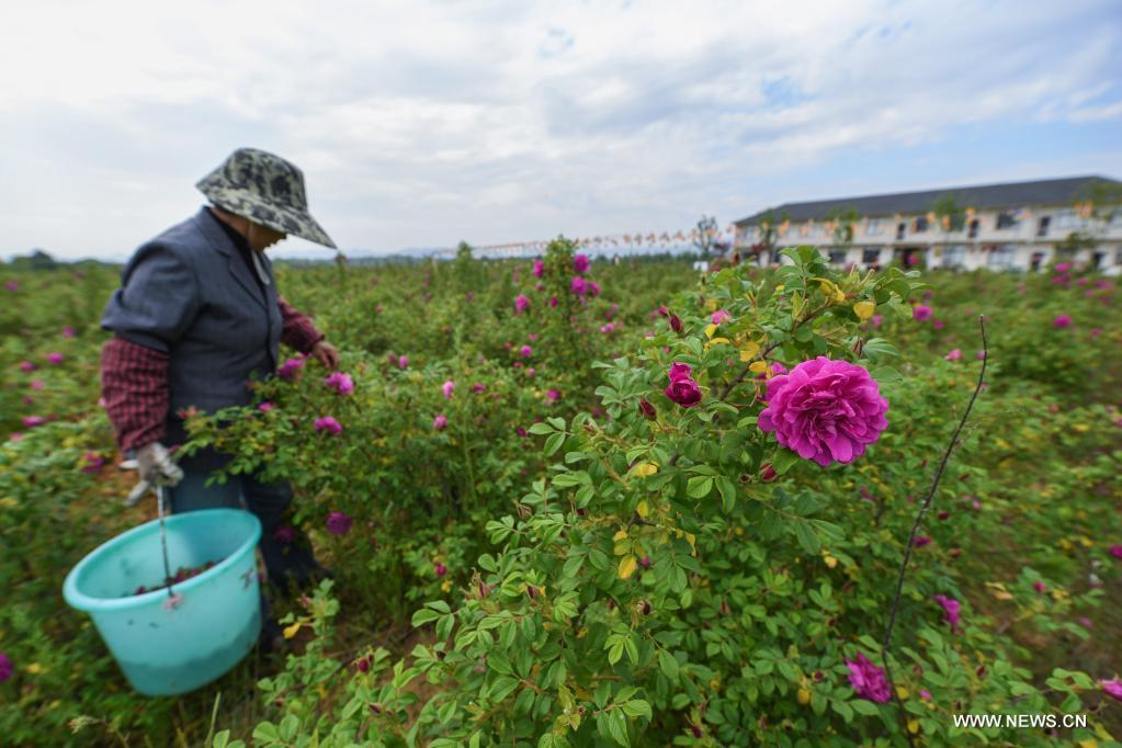 تنمية صناعة زراعة الزهور في شرقي الصين