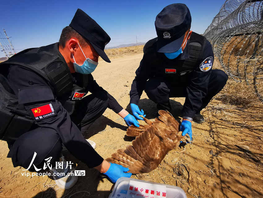 شرطة شينجيانغ تنقذ صقر عالق داخل السياج الحدودي