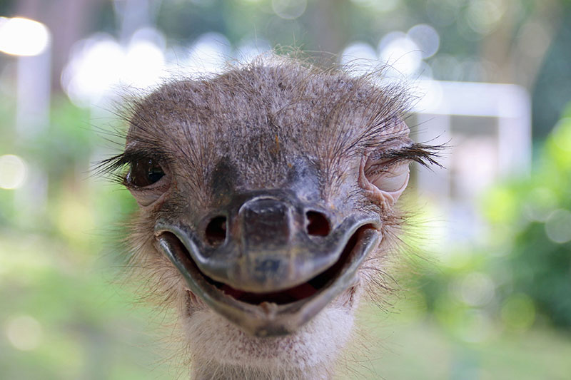 اليوم العالمي للابتسامة .. الحيوانات تبتسم أيضاً