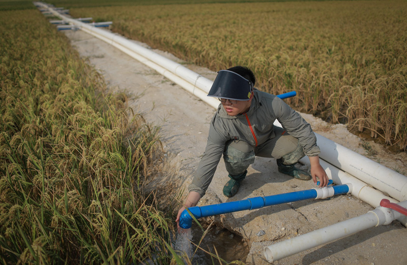 هاينان تضاعف جهود زراعة أرز البحر
