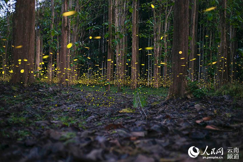صور: مشاهد رائعة لمجموعة من اليراعات في غابات جنوب غربي الصين