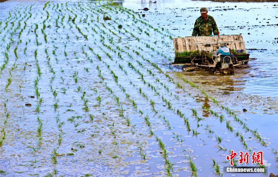الصور: المناظر الطبيعية الجميلة لحقول الأرز في قانسو شمال غربي الصين