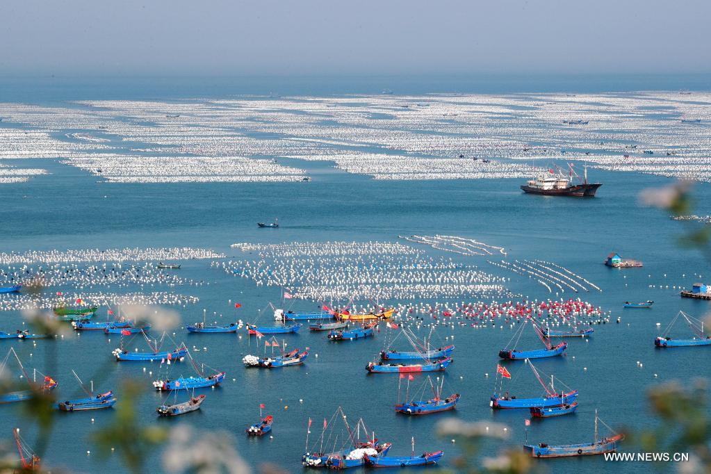 قاعدة لتربية بلح البحر بشرقي الصين