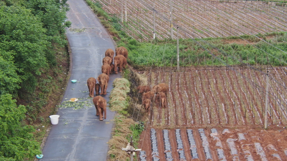 قطيع الأفيال الآسيوية يواصل تجواله في ضواحي مدينة كونمينغ بجنوب غربي الصين