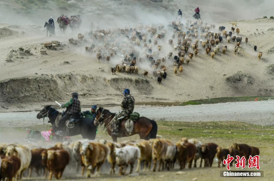 ألتاي، شينجيانغ.. ملايين من رؤوس الماشية تدخل موسم الانتقال إلى المراعي الصيفية