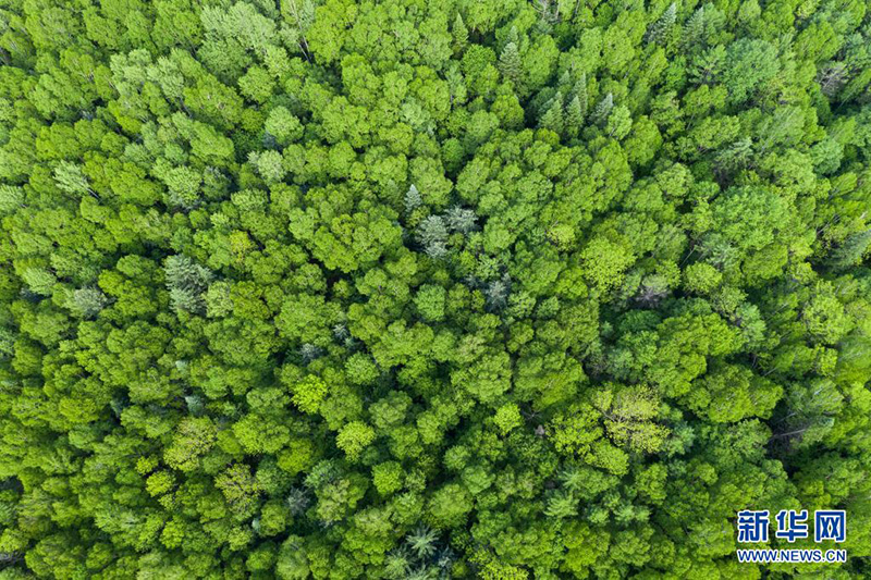 سحر صيف منتزه شيشوي الوطني للغابات في هيلونغجيانغ