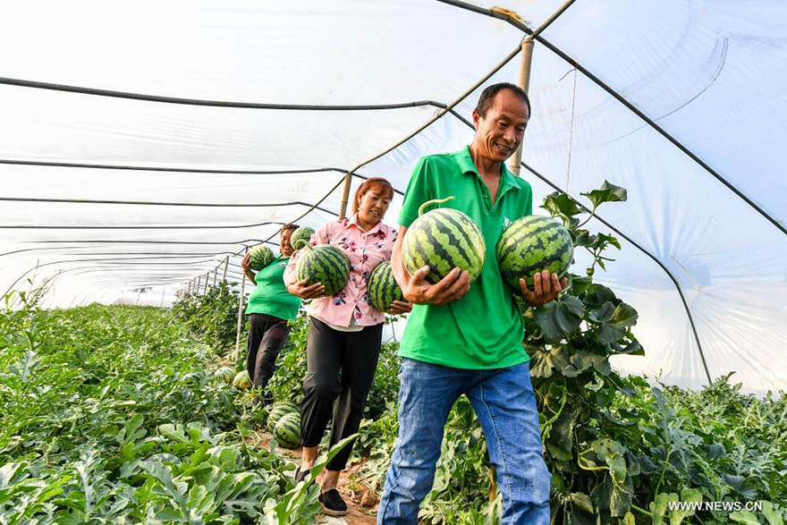 زراعة البطيخ تثمر حياة 