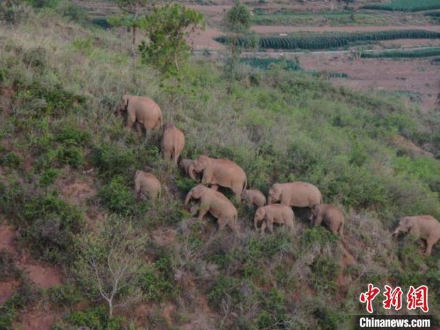 قطيع الأفيال المهاجر في الصين يظهر اتجاهًا للعودة