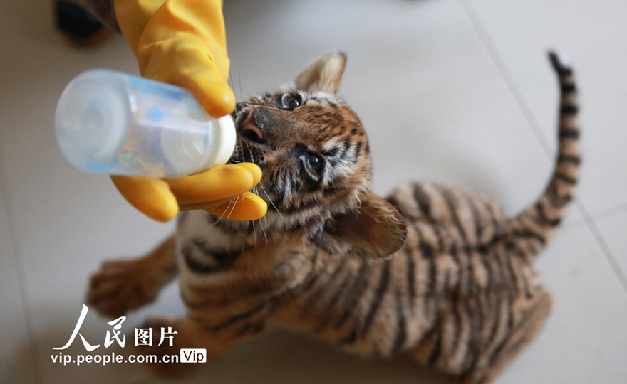 نانتشانغ: صغار النمر يهلون في حديقة الحيوانات بجنوب الصين 