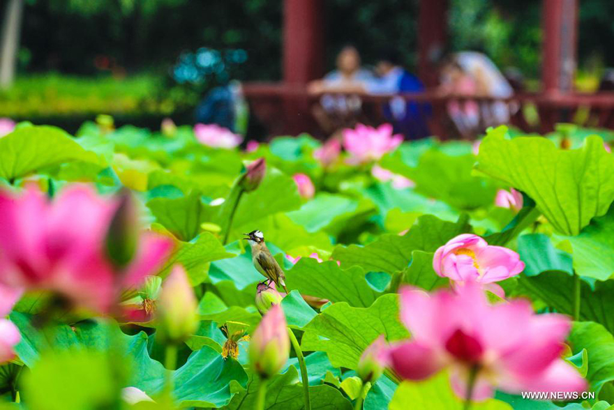 تفتح زهور اللوتس في الصين مع حلول الصيف