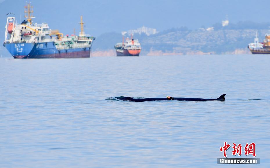 ظهور نادر لحوت برايد في جنوبي الصين