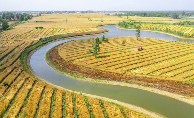 يوم 4 يونيو 2021، حصاد وفير من القمح عالي الجودة على مساحة 2000 مو الذي تم زرعه في غابات فاكهة البقان في سوتشيان بمقاطعة جيانغسو.