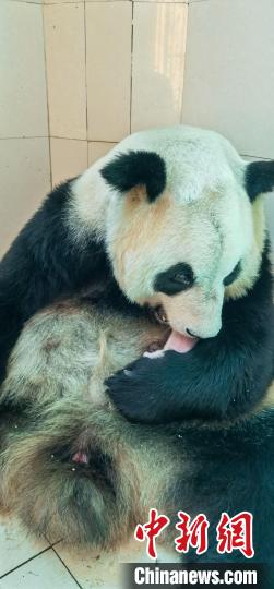 اثنتان من دببة الباندا العملاقة تضعان أربعة توائم في نفس اليوم بجنوب غربي الصين