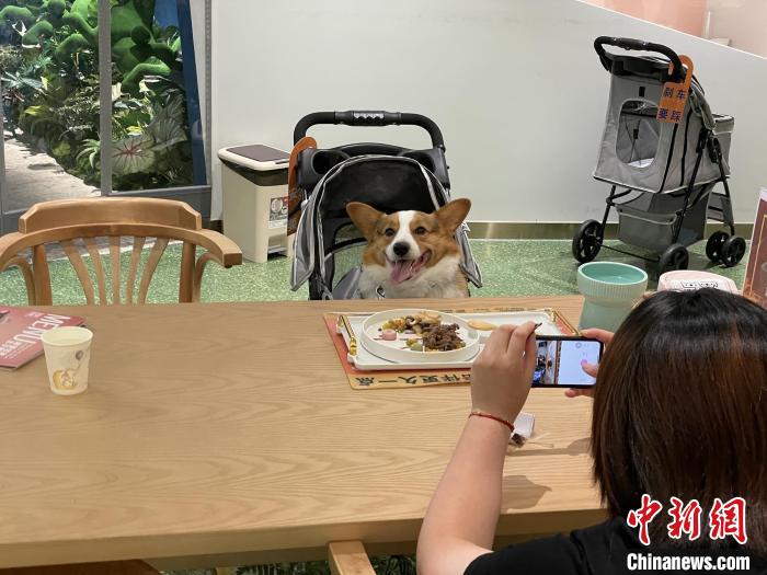أول مطعم للحيوانات الأليفة يفتتح في شنغهاي