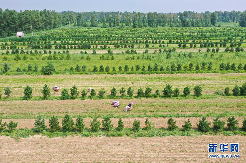 زراعة الأدوية العشبية تساهم في الانتعاش الريفي