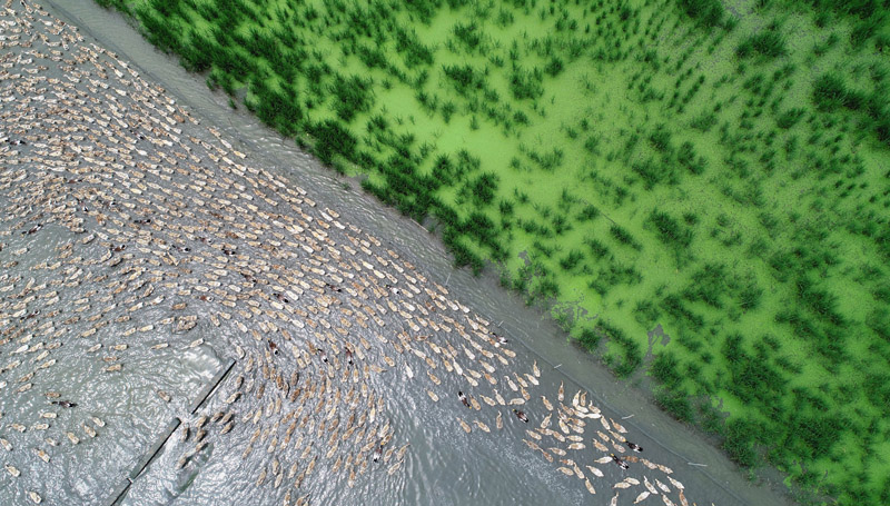 تربية البط في حقول الأرز بتشجيانغ الصينية أظهر فوائد بيئية واقتصادية