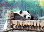 الباندا تجرب العيش فوق المرتفاعات العالية بشينينغ غرب الصين