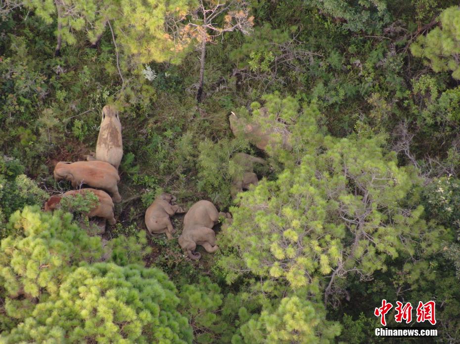 قطيع الأفيال المتجول في الصين يقترب من موطنه التقليدي في يوننان