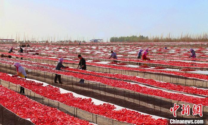 صحراء شينجيانغ تستقبل موسم حصاد محصول الطماطم