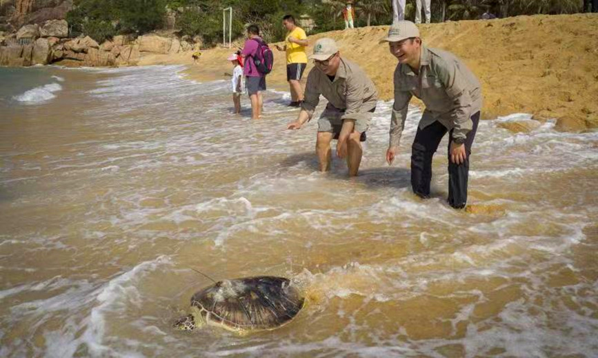 هاينان تطلق السلاحف البحرية لحماية المحيط