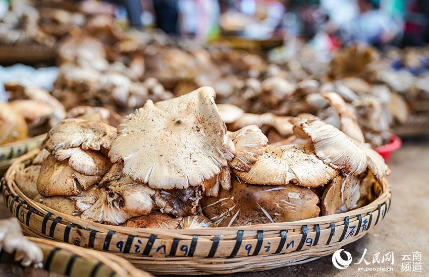 حلول موسم الفطر في مقاطعة يوننان