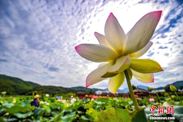 نافذة خاصة لاستكشاف المجتمع رغيد الحياة في الأرياف الصينية (10): أزهار اللوتس، جمال ومنفعة اقتصادية لسكان قرى جيانغشي