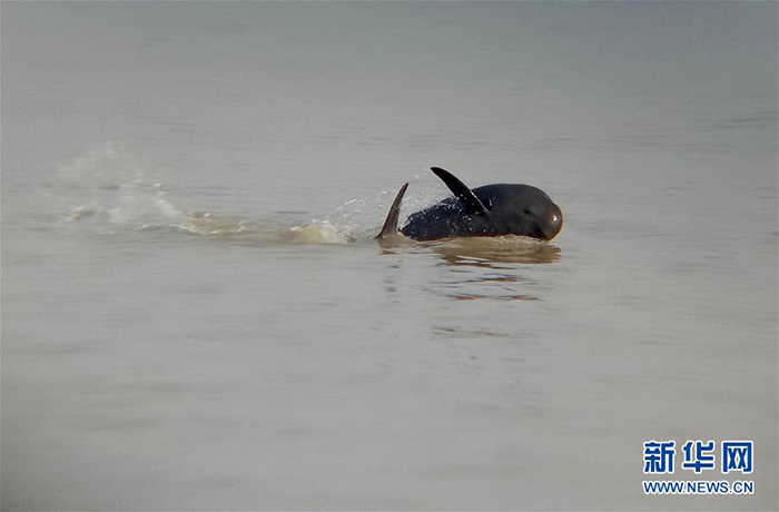 اكتشاف ما يقرب من 500 خنزير بحر عديم الزعانف لنهر اليانغتسي في بحيرة بويانغ الصينية