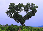 شجرة الكافور تنمو لتصبح" شجرة الحب"