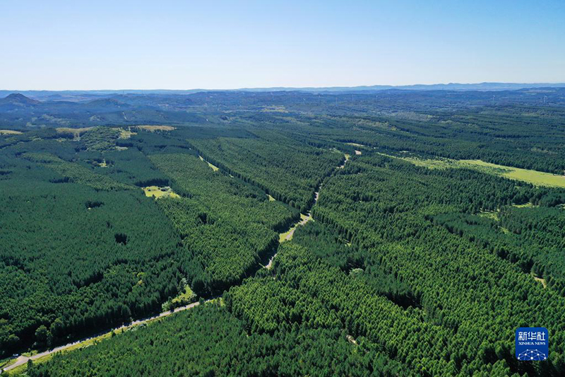 غابة سايهانبا، ثمرة جهود نصف قرن من التشجير