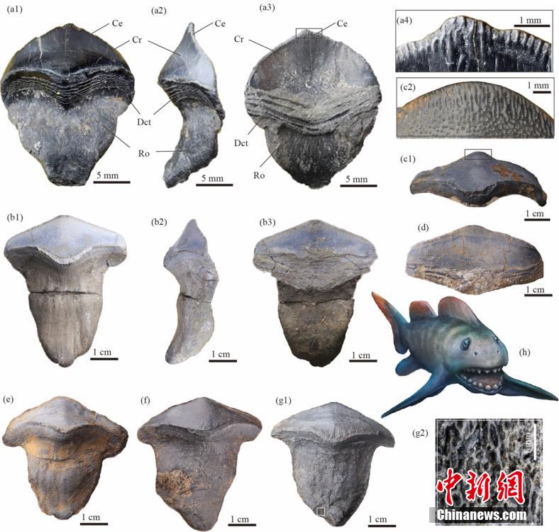 العثور على حفرية لأسنان قرش على شكل بتلة لأول مرة في الصين