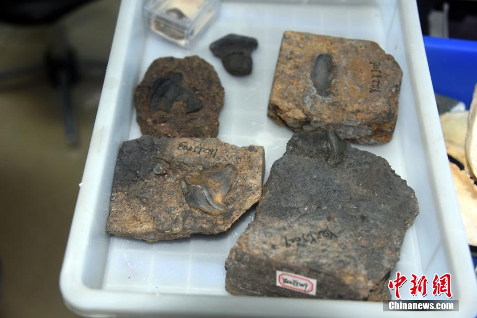 العثور على حفرية لأسنان قرش على شكل بتلة لأول مرة في الصين