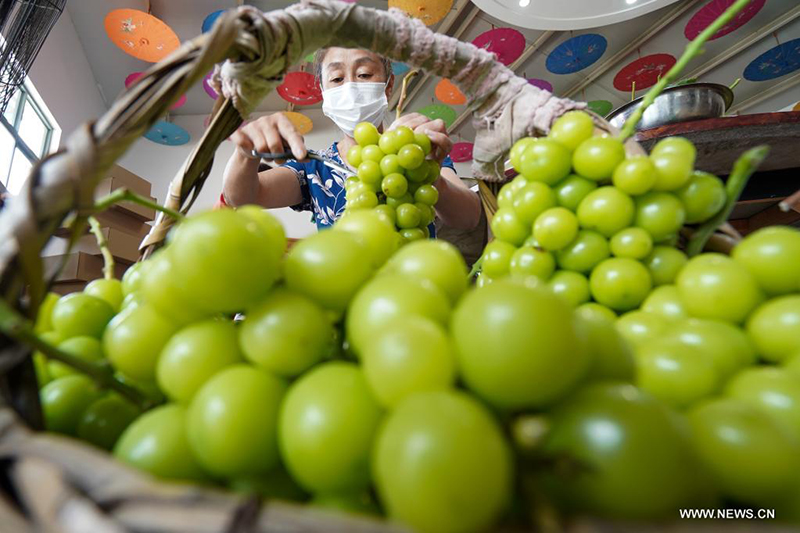 العنب يساعد في التنشيط الريفي بشرقي الصين
