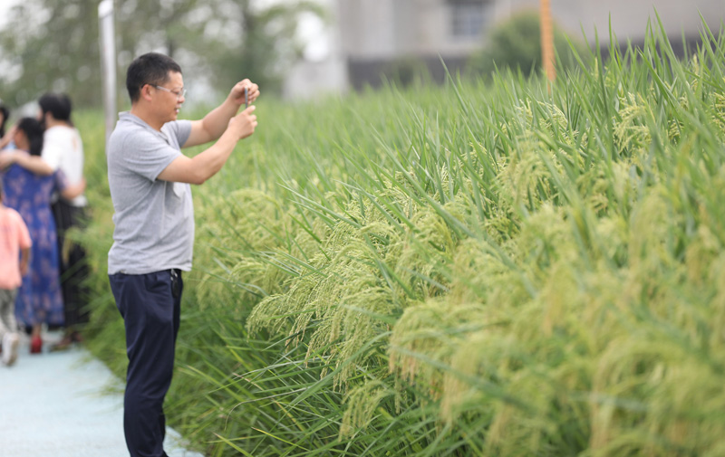 زراعة تجريبية ناجحة للأرز العملاق بارتفاع 2 متر في تشونغتشينغ 