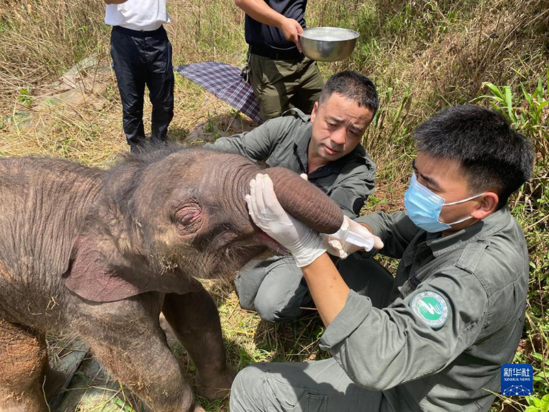 إنقاذ فيل رضيع محاصر في جنوب غربي الصين